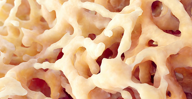 close up illustration of Cancellous bone matrix